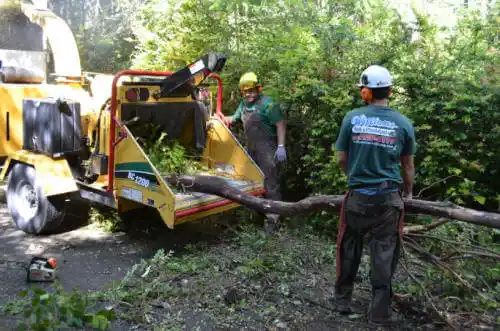 tree services Woodlawn Beach